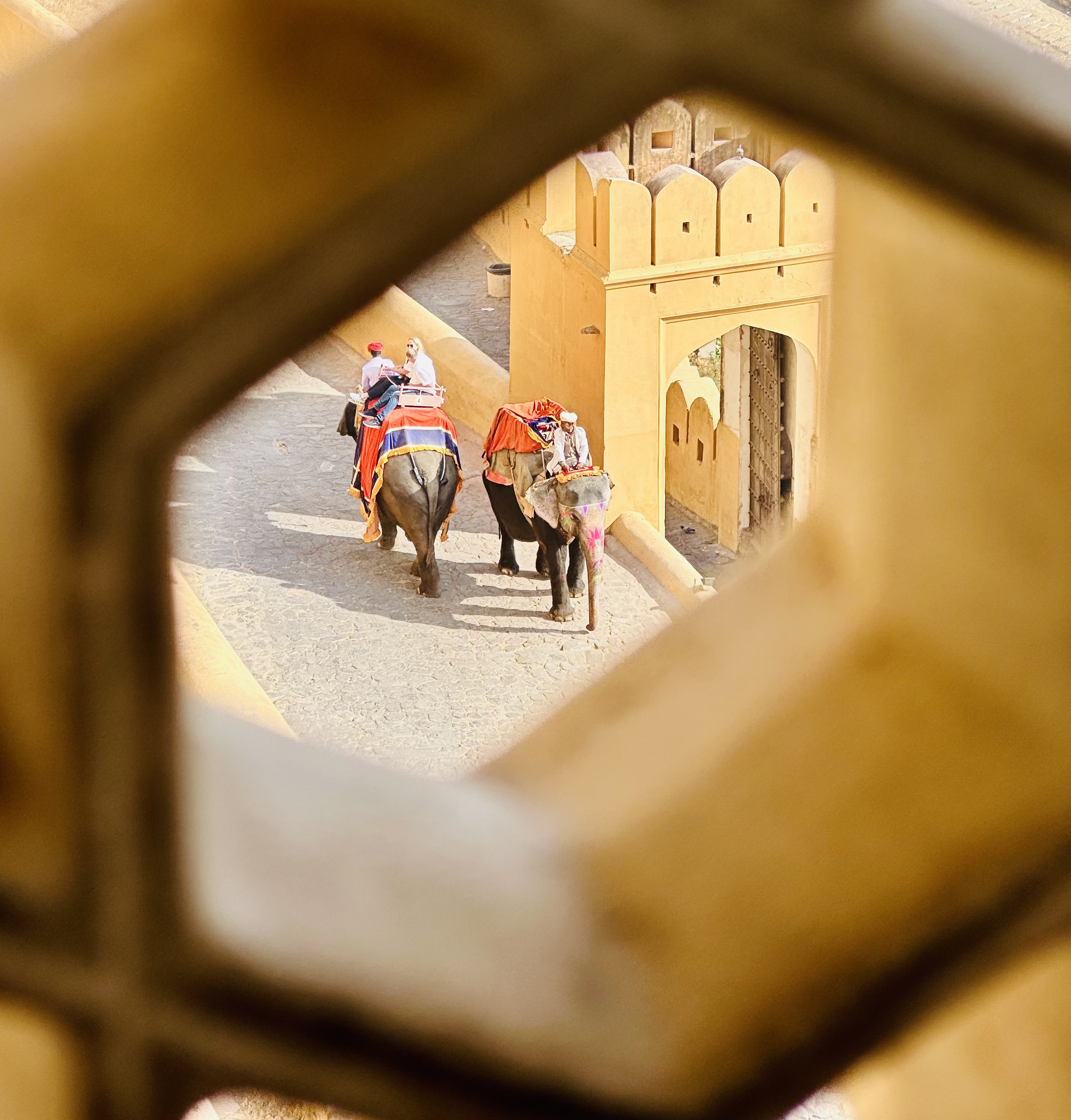 Elephants in Amber Fort, Jaipur